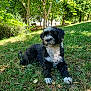 dog, grass, tree, park, sunlight, outdoor, nature, pet, canine, animal, greenery, relaxing, summer, leaf, shaded, fur, cute, resting, daytime, scenery