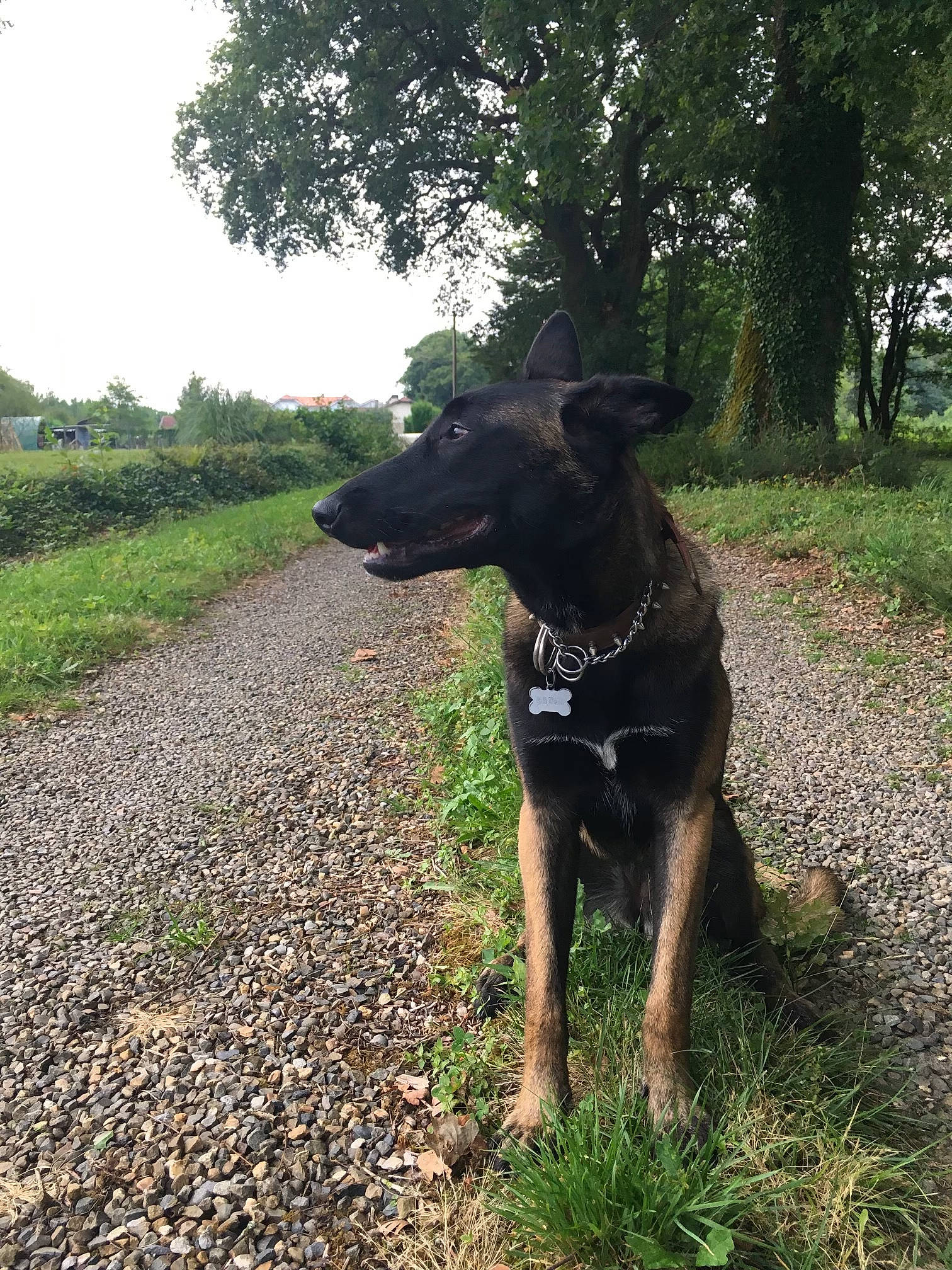 Nirvana participe au concours pour gagner de l'argent avec cette photo : adventure, canidae, carnivore, dog, dog_breed, forest, mammal, plant, snout, sporting_group, trail, tree, walking, working_dog