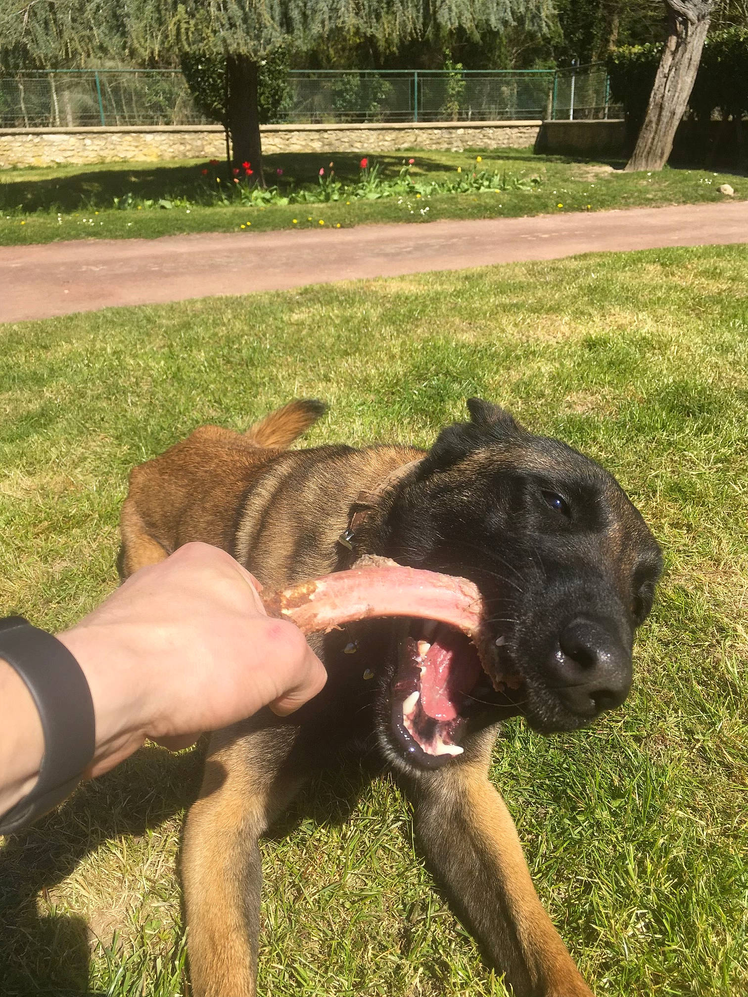 Nirvana participe au concours pour gagner de l'argent avec cette photo : alaunt, boxer, canidae, carnivore, dog, dog_breed, fawn, fila_brasileiro, grass, guard_dog, mammal, non_sporting_group, perro_de_presa_canario, sporting_group, vertebrate