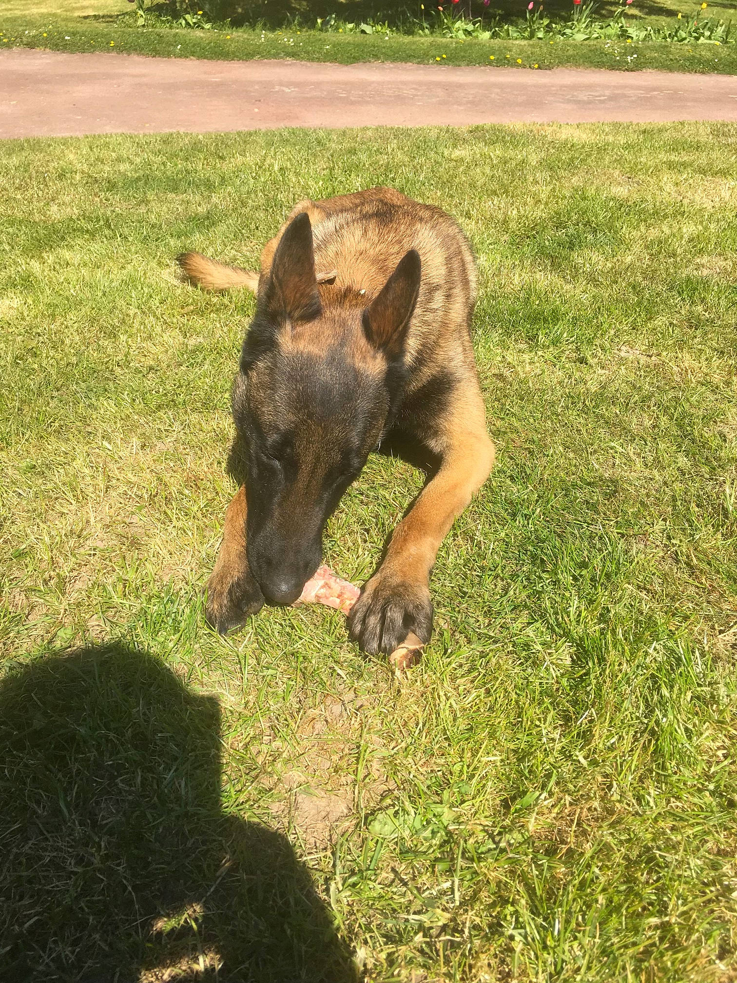 Nirvana participe au concours pour gagner de l'argent avec cette photo : canidae, colt, dog_breed, ear, fawn, foal, grass, mammal, pasture, plant, snout, vertebrate, wildlife