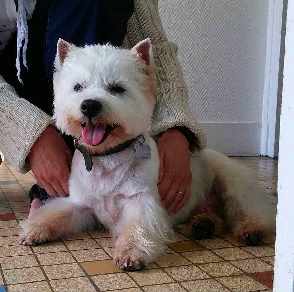 Jupiter a rejoint le concours — aidez-le/la à gagner de superbes lots ! cairn_terrier, canidae, carnivore, companion_dog, dog, dog_breed, mammal, norwich_terrier, puppy, rare_breed_dog, small_terrier, snout, terrier, vertebrate, west_highland_white_terrier