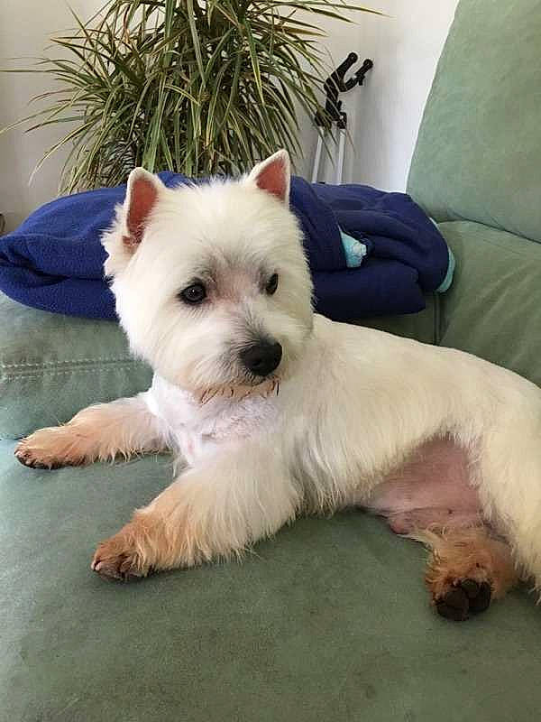 Jupiter participe au concours pour gagner de l'argent avec cette photo : cairn_terrier, canidae, carnivore, companion_dog, dog, dog_breed, mammal, norwich_terrier, puppy, rare_breed_dog, small_terrier, terrier, vertebrate, west_highland_white_terrier