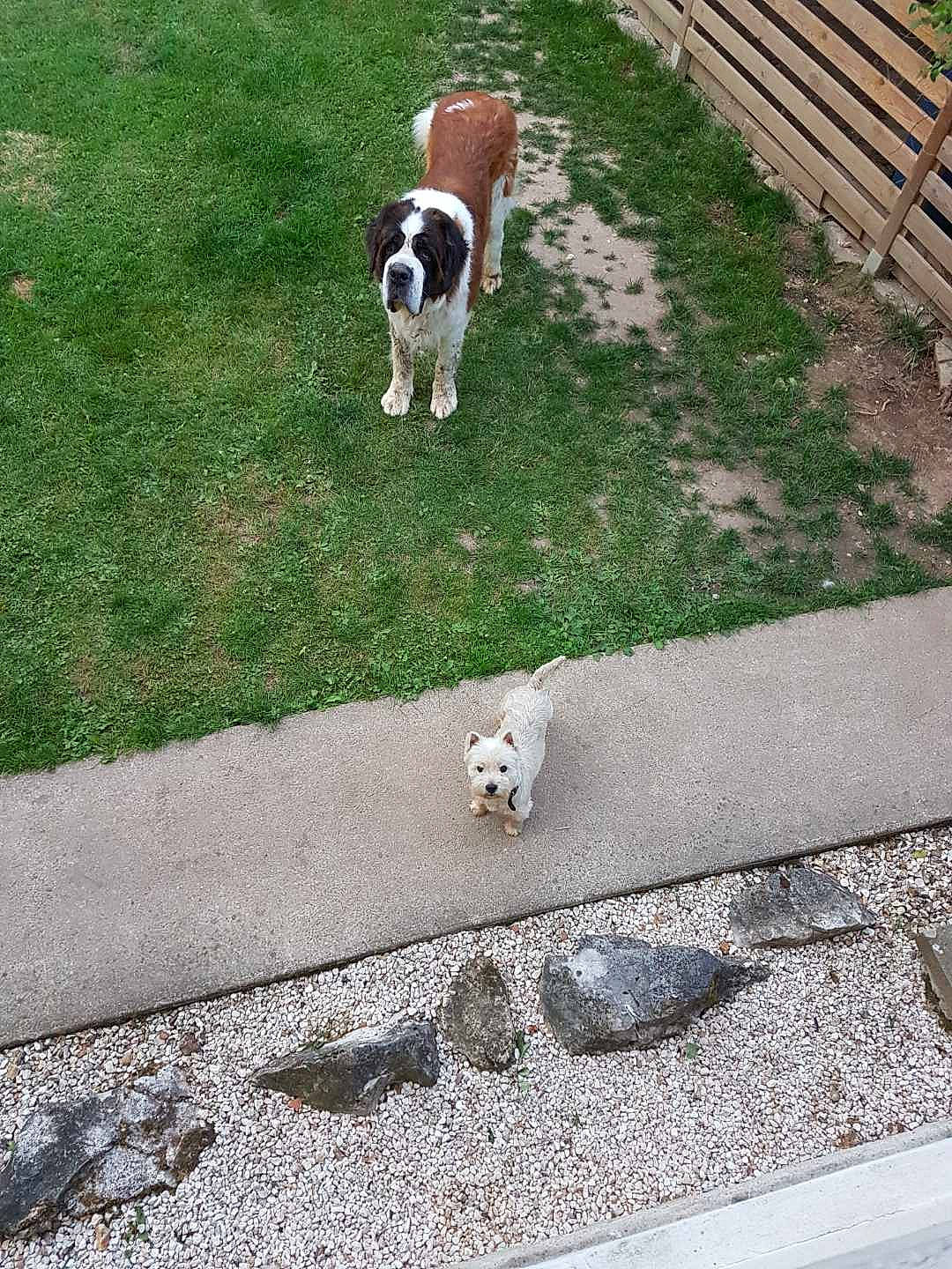 Jupiter participe au concours pour gagner de l'argent avec cette photo : canidae, carnivore, companion_dog, dog, dog_breed, grass, pointer, sporting_group, st_bernard