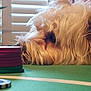 Tofi is registered to the contest to win money with this photo: dog, fluffy, poker_chips, stack, green_table, indoor, close_up, pet, animal, nose, furry, side_view, relaxed, blinds, background, natural_light, houseplant, table_surface, gambler, curious