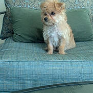 Tofi is registered to the contest to win money with this photo: dog, puppy, small_dog, fluffy, sitting, chair, cushion, green_pillow, patterned_background, indoor, pet, cute, curious, furniture, home, animal, fur, table, reflection, calm