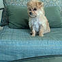 dog, puppy, small_dog, fluffy, sitting, chair, cushion, green_pillow, patterned_background, indoor, pet, cute, curious, furniture, home, animal, fur, table, reflection, calm