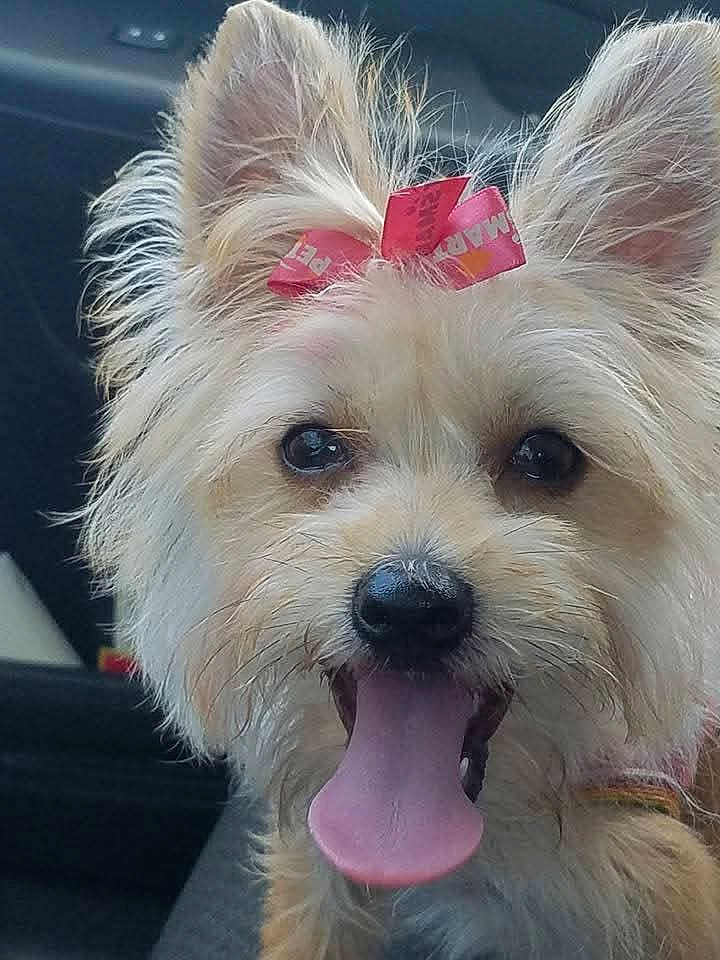 Tofi joined the competition — help win amazing prizes! dog, tongue_out, pink_bow, fluffy, close_up, happy, pet, animal, cute, ears, nose, fur, indoor, portrait, canine, playful, friendly, mammal, domestic_animal, tongue