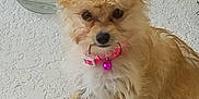 Tofi is registered to the contest to win money with this photo: dog, small_dog, pet, collar, pink_collar, bell, fur, scruffy, sitting, floor, white_floor, glass_bowl, indoor, animal, cute, looking, ears, paws, canine, companion