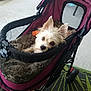 Tofi is registered to the contest to win money with this photo: dog, stroller, blanket, pet, small_dog, fluffy_ears, outdoor, patio, carpet, resting, looking, canine, cozy, mesh, purple, wheels, comfort, animal, cute, fur