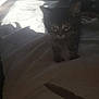 animal, bed, blanket, cat, cozy, cute, domestic, furry, indoor, kitten, pet, shadow, small, soft, sunlight, tabby, tail, whiskers, window, young