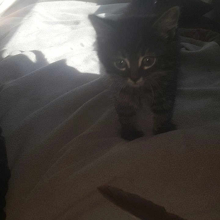 Steve Jerry Huisman joined the competition — help win amazing prizes! animal, bed, blanket, cat, cozy, cute, domestic, furry, indoor, kitten, pet, shadow, small, soft, sunlight, tabby, tail, whiskers, window, young