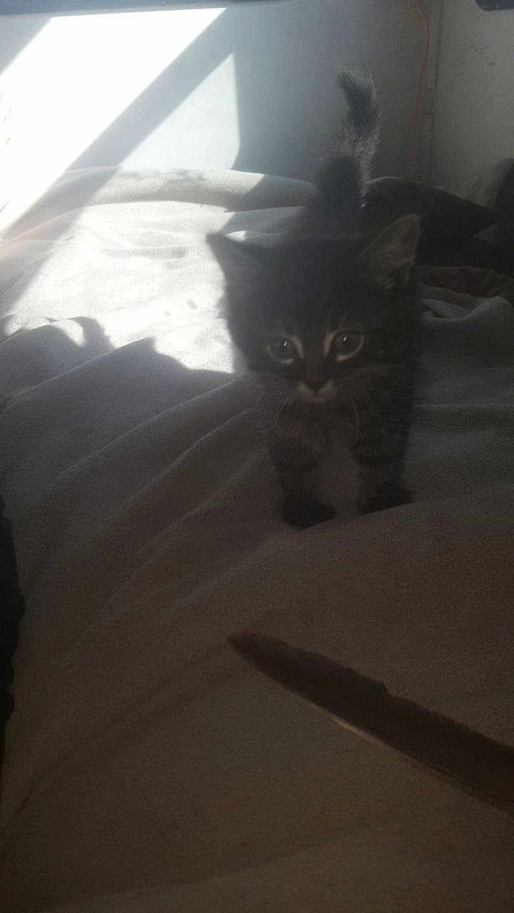 Steve Jerry Huisman joined the competition — help win amazing prizes! animal, bed, blanket, cat, cozy, cute, domestic, furry, indoor, kitten, pet, shadow, small, soft, sunlight, tabby, tail, whiskers, window, young