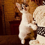 Malo participe au concours pour gagner de l'argent avec cette photo : kitten, cat, pet, indoor, cozy, blanket, texture, curious, feline, paws, eyes, face, fur, warm_lighting, decor, wall_hanging, wooden_furniture, indoors, cute, small