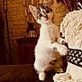 kitten, cat, pet, indoor, cozy, blanket, texture, curious, feline, paws, eyes, face, fur, warm_lighting, decor, wall_hanging, wooden_furniture, indoors, cute, small