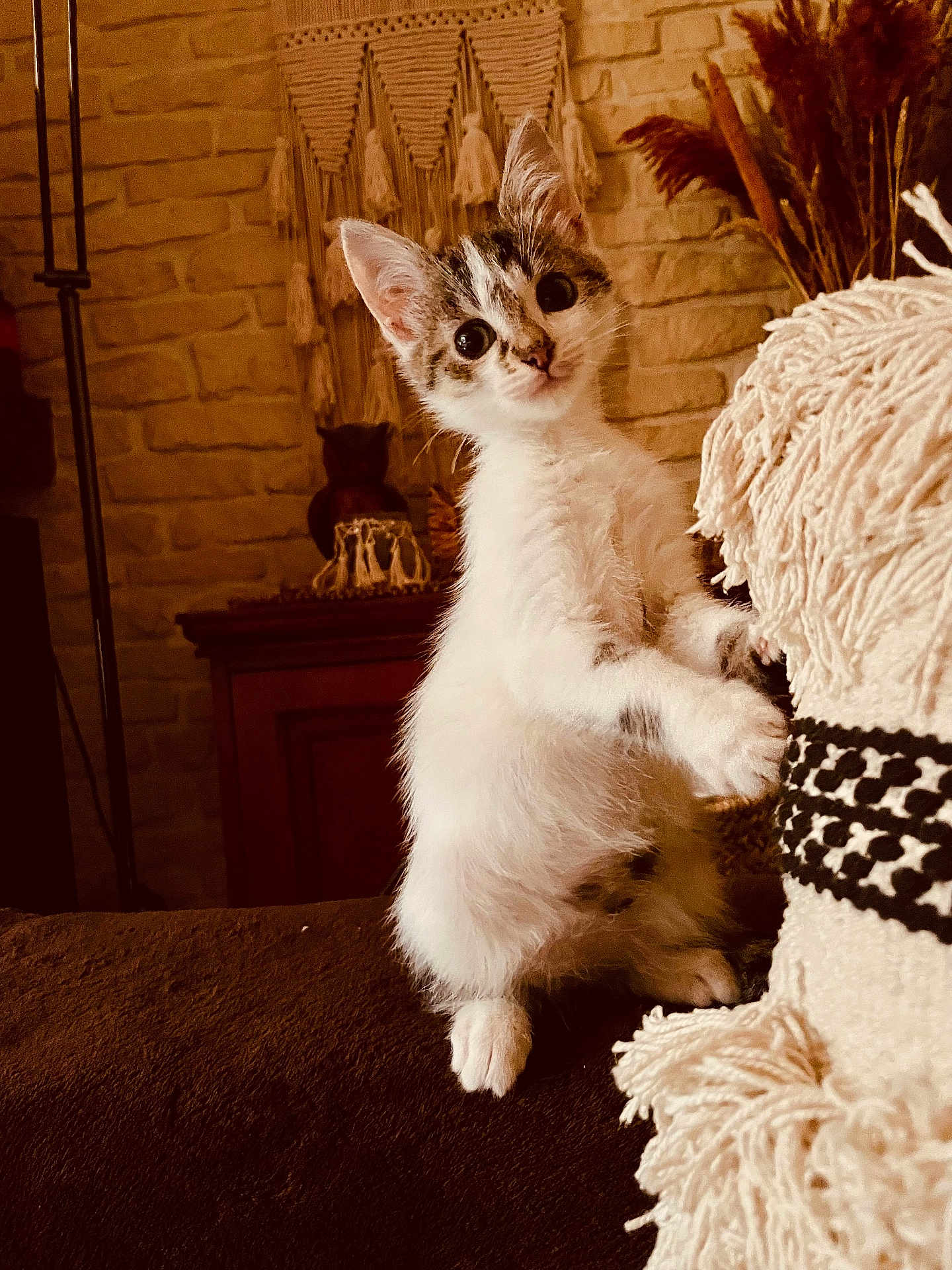 Malo participe au concours pour gagner de l'argent avec cette photo : kitten, cat, pet, indoor, cozy, blanket, texture, curious, feline, paws, eyes, face, fur, warm_lighting, decor, wall_hanging, wooden_furniture, indoors, cute, small