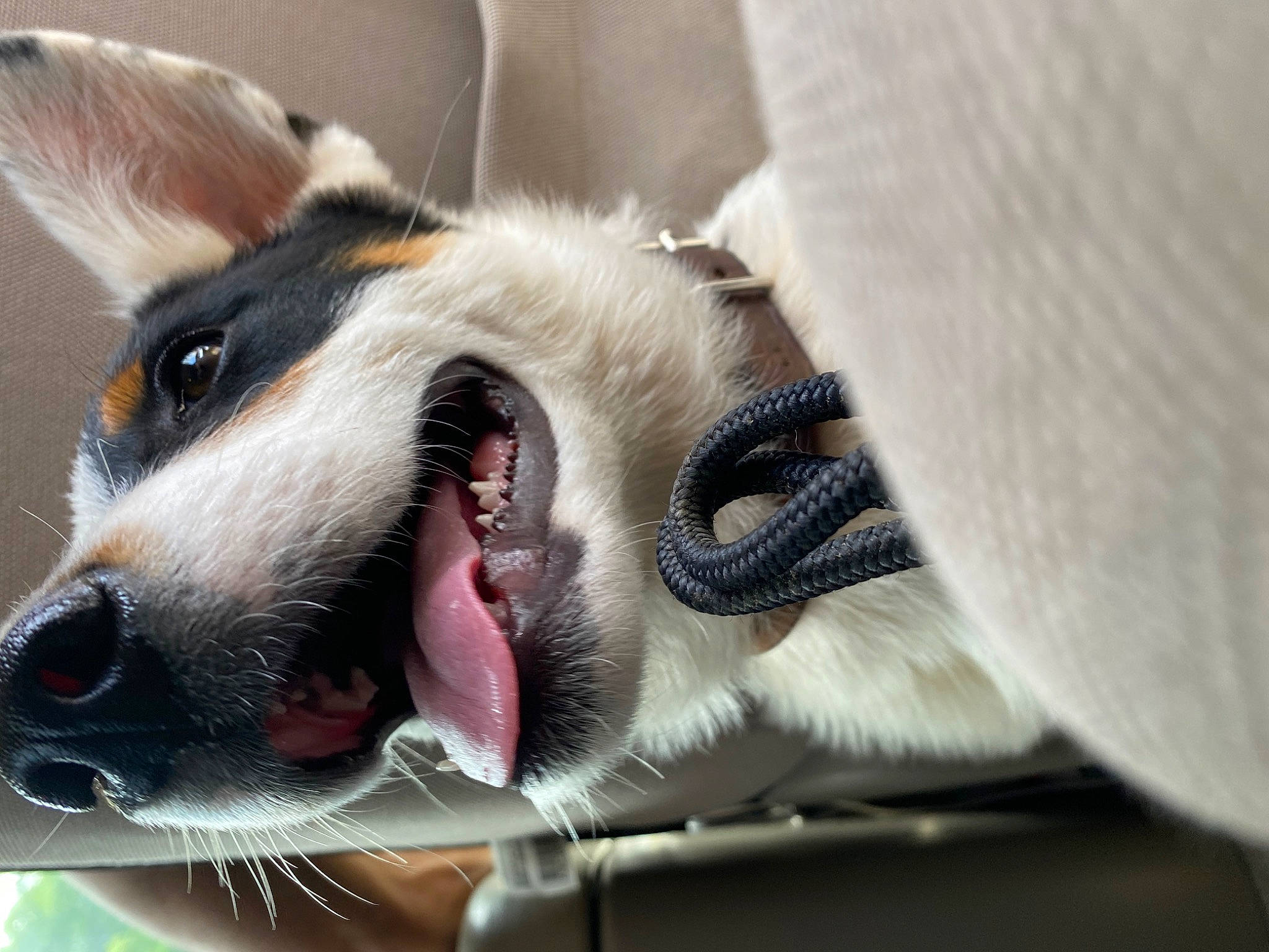 Ruger is registered to the contest to win money with this photo: canidae, carnivore, collar, companion_dog, dog, dog_breed, dog_collar, fang, fur, jaw, paw, snout, sporting_group, whiskers, working_animal, working_dog, yawn