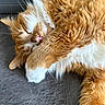 Pandore a rejoint le concours — aidez-le/la à gagner de superbes lots ! cat, orange_cat, white_fur, sleeping, paw, whiskers, close_up, fur, cozy, relaxed, indoor, pet, cute, adorable, napping, resting, animal, soft_light, gray_surface, peaceful