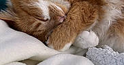 Pandore participe au concours pour gagner de l'argent avec cette photo : animal, blanket, cat, closeup, comfort, cozy, cute, domestic_animal, fluffy, fur, indoor, nap, orange_cat, paw, pet, relaxing, resting, sleeping, soft, white_fur
