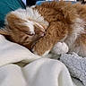 Pandore participe au concours pour gagner de l'argent avec cette photo : cat, sleeping, orange_cat, white_fur, fluffy, paw, blanket, cozy, indoor, resting, pet, fur, cute, animal, nap, relaxing, closeup, soft, comfort, domestic_animal