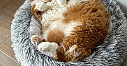 Pandore participe au concours pour gagner de l'argent avec cette photo : cat, orange_cat, white_cat, fluffy_cat, pet_bed, furry_bed, wooden_floor, indoor, relaxed, pet, animal, cute, cozy, resting, fur, whiskers, ears, paws, domestic_cat, home