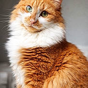 Pandore participe au concours pour gagner de l'argent avec cette photo : animal, calm, cat, close_up, cute, domestic_cat, feline, fluffy, fur_texture, green_eyes, indoor, looking_at_camera, mammal, orange_cat, pet, portrait, sitting, soft_light, whiskers, white_fur