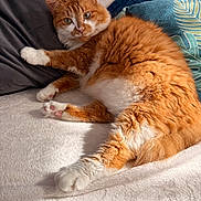 Pandore participe au concours pour gagner de l'argent avec cette photo : cat, orange_cat, white_paws, fluffy_fur, relaxed, lying_down, blanket, indoor, pillow, cozy, pet, animal, cute, whiskers, fur_texture, soft, resting, domestic_cat, sleepy, home