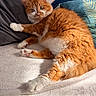 cat, orange_cat, white_paws, fluffy_fur, relaxed, lying_down, blanket, indoor, pillow, cozy, pet, animal, cute, whiskers, fur_texture, soft, resting, domestic_cat, sleepy, home