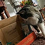 cat, cardboard_box, meowbox, carpet, houseplants, wooden_furniture, indoor, curious, pet, feline, note, handwritten_message, home, cozy, decor, plant_stand, brown, white, black, tabby