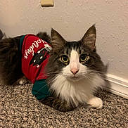 Cruze is registered to the contest to win money with this photo: cat, animal, pet, feline, indoor, carpet, wall, outlet, sweater, clothing, white, brown, black, eyes, ears, fur, whiskers, cute, holiday, cozy
