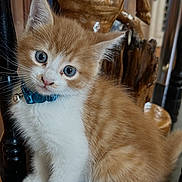 Graciano Partido is registered to the contest to win money with this photo: kitten, cat, orange_tabby, white_fur, blue_eyes, collar, bell, sitting, chair, furniture, wooden_horse, sculpture, indoor, portrait, pet, whiskers, fluffy, glossy_surface, wooden_floor, head_tilt