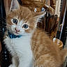 kitten, cat, orange_tabby, white_fur, blue_eyes, collar, bell, sitting, chair, furniture, wooden_horse, sculpture, indoor, portrait, pet, whiskers, fluffy, glossy_surface, wooden_floor, head_tilt