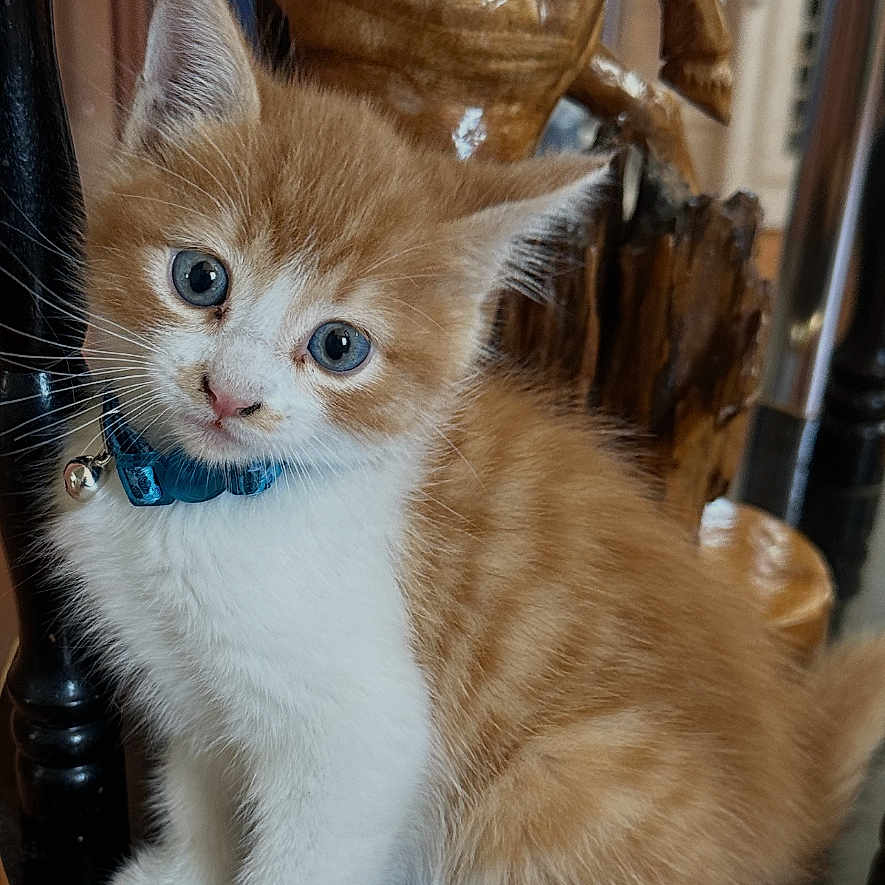 Graciano Partido is registered to the contest to win money with this photo: kitten, cat, orange_tabby, white_fur, blue_eyes, collar, bell, sitting, chair, furniture, wooden_horse, sculpture, indoor, portrait, pet, whiskers, fluffy, glossy_surface, wooden_floor, head_tilt