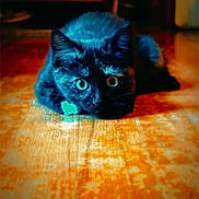 Pepper is registered to the contest to win money with this photo: black_cat, cat, close_up, cozy_scene, crouching, curious, domestic, feline, green_eyes, hardwood_floor, high_contrast, indoor, low_angle, pet, playful, portrait, shallow_depth_of_field, stare, vivid_color, whiskers