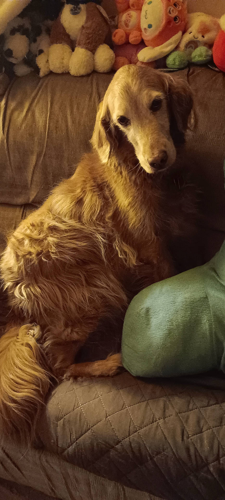 Lulu joined the competition — help win amazing prizes! animal, architecture, armchair, building, canine, chair, cockerspaniel, couch, cushion, dog, furniture, goldenretriever, homedecor, hound, indoors, livingroom, pet, puppy, terrier, toy