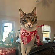 Dumpling joined the competition — help win amazing prizes! bandana, cat, ceiling_fan, closeup, couch, cozy, curious, domestic, furniture, green_eyes, indoor, living_room, looking_at_camera, paws, pet, portrait, striped_bandana, tabby_cat, whiskers, window