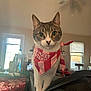 bandana, cat, ceiling_fan, closeup, couch, cozy, curious, domestic, furniture, green_eyes, indoor, living_room, looking_at_camera, paws, pet, portrait, striped_bandana, tabby_cat, whiskers, window