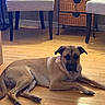 Zeus is registered to the contest to win money with this photo: dog, tan_dog, large_dog, lying_down, indoors, wooden_floor, furniture, chair, wicker_drawers, home, pet, canine, floppy_ears, short_hair, black_muzzle, paws, relaxed, portrait, floor, room