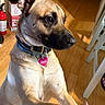 Zeus is registered to the contest to win money with this photo: dog, canine, portrait, sitting, upright, short_hair, tan_fur, black_muzzle, floppy_ears, collar, pet_tag, heart_tag, zeus, indoors, wooden_floor, dining_area, chairs, fire_extinguisher, serious_expression, pet