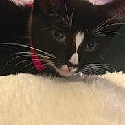 Lilith joined the competition — help win amazing prizes! kitten, cat, black_and_white, whiskers, close_up, pet, indoor, furry, curious, soft_texture, collar, animal, face, fur, cute, young, domestic, resting, cozy, closeup