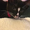 kitten, cat, black_and_white, whiskers, close_up, pet, indoor, furry, curious, soft_texture, collar, animal, face, fur, cute, young, domestic, resting, cozy, closeup