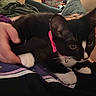 Lilith joined the competition — help win amazing prizes! cat, kitten, black_and_white, pink_collar, pet, hand, person, lap, indoor, couch, blanket, furniture, home, cozy, animal, domestic, young, fur, cute, relaxed
