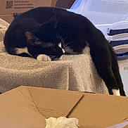Lilith is registered to the contest to win money with this photo: animal, black_and_white, cardboard_box, cat, cozy, curled_up, funny_pose, home, indoor, packing, paws, pet, plastic_container, relaxed, resting, sleeping, storage_bins, tail, towel, whiskers