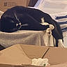 Lilith is registered to the contest to win money with this photo: black_and_white, cardboard_box, carpet, cat, cozy, curled_up, funny_pose, fur, furniture, home, indoor, paws, photography, relaxed, resting, sleeping, storage_bins, stretching, tail, whiskers
