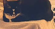 Lilith joined the competition — help win amazing prizes! animal, black_and_white, blanket, cardboard_box, cat, close_up, cozy, dim_lighting, ears, furniture, home, indoors, lying_down, packaging, pet, relaxed, resting, television, tuxedo_cat, whiskers
