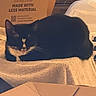 animal, black_and_white, blanket, cardboard_box, cat, close_up, cozy, dim_lighting, ears, furniture, home, indoors, lying_down, packaging, pet, relaxed, resting, television, tuxedo_cat, whiskers