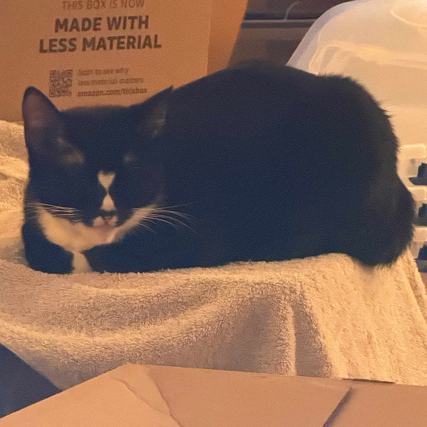 Lilith joined the competition — help win amazing prizes! animal, black_and_white, blanket, cardboard_box, cat, close_up, cozy, dim_lighting, ears, furniture, home, indoors, lying_down, packaging, pet, relaxed, resting, television, tuxedo_cat, whiskers