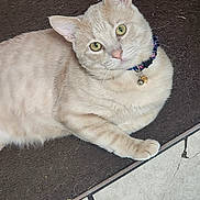 Rocko joined the competition — help win amazing prizes! animal, bell, cat, collar, cream_colored, cute, domestic_cat, ears, feline, floor, fur, green_eyes, indoor, looking_up, mat, pet, relaxed, resting, tiled_floor, whiskers