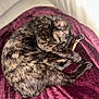 Lilou participe au concours pour gagner de l'argent avec cette photo : cat, tortoiseshell, sleeping, curled_up, blanket, plush, indoor, cozy, fur, pet, animal, relaxing, resting, soft_texture, purple, comfort, feline, close_up, domestic_cat, home