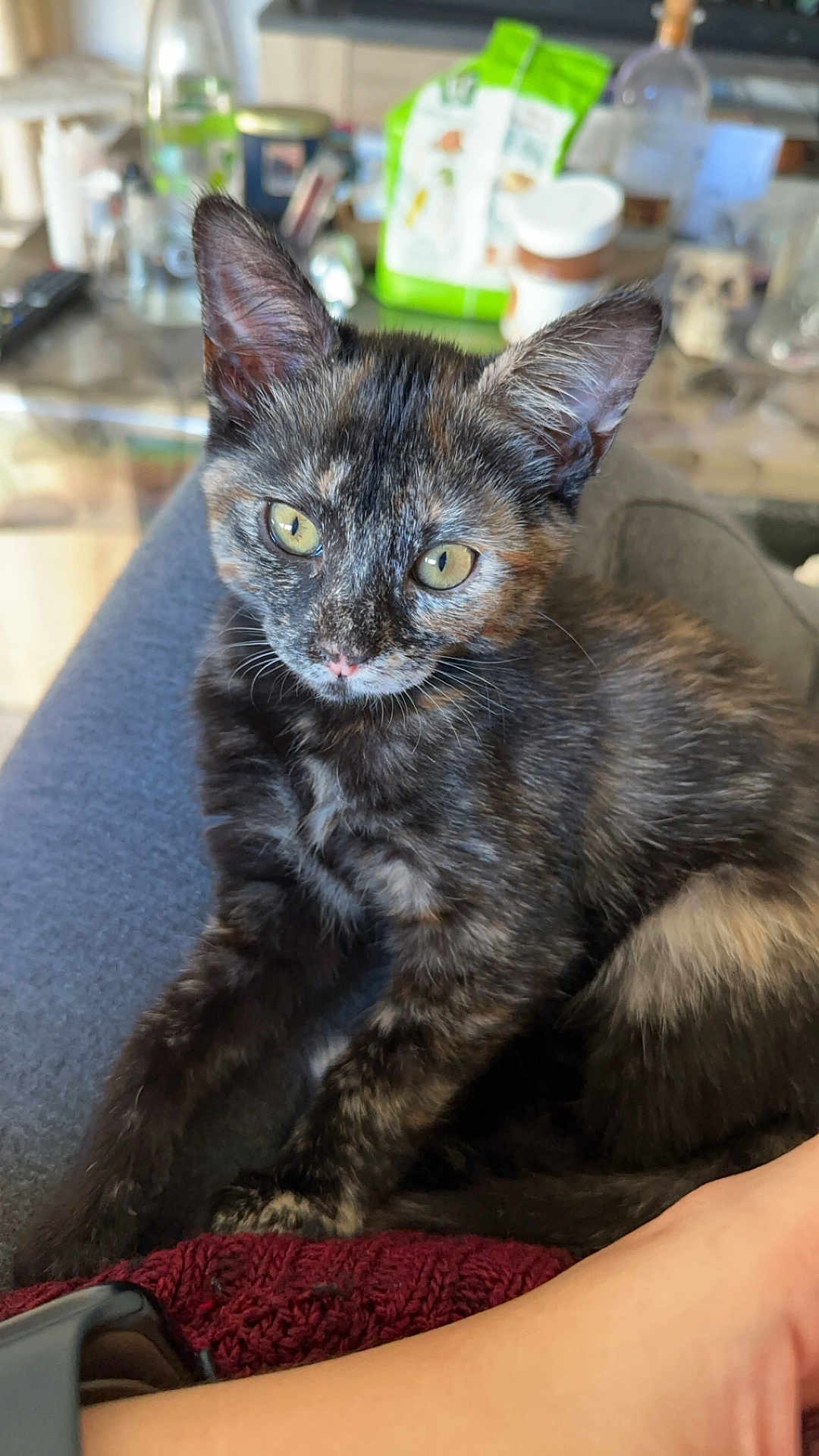 Lilou a rejoint le concours — aidez-le/la à gagner de superbes lots ! kitten, cat, tortoiseshell, pet, indoor, lap, person, fur, whiskers, ears, eyes, closeup, resting, cozy, blurred_background, domestic, young, cute, feline, animal