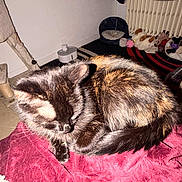 Luna participe au concours pour gagner de l'argent avec cette photo : black, blanket, brown, cat, cat_tree, close_up, cozy, curled_up, feline, fur, home, indoor, orange, pet, pet_bed, radiator, resting, sleeping, striped, toys